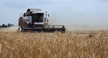 俄农业部 俄罗斯小麦出口量同比增加25